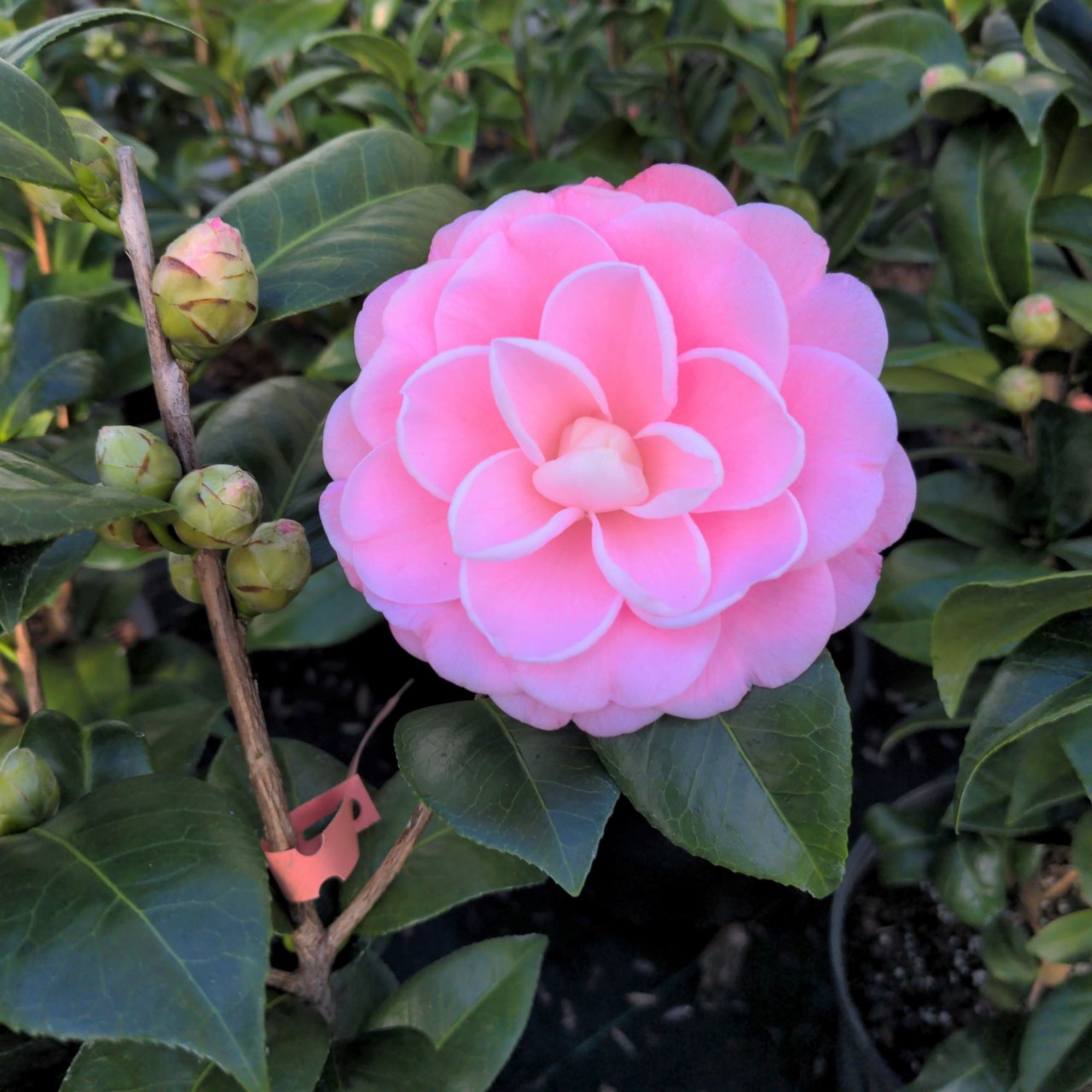 C. japonica 'Nuccio's Cameo' AGM